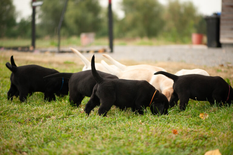 Meyerdogs Labrador Welpen F Wurf 37