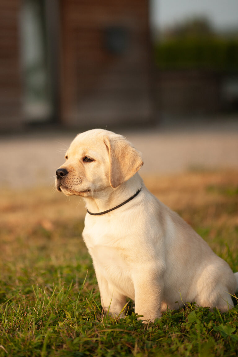 Meyerdogs Labrador Welpen F Wurf 40