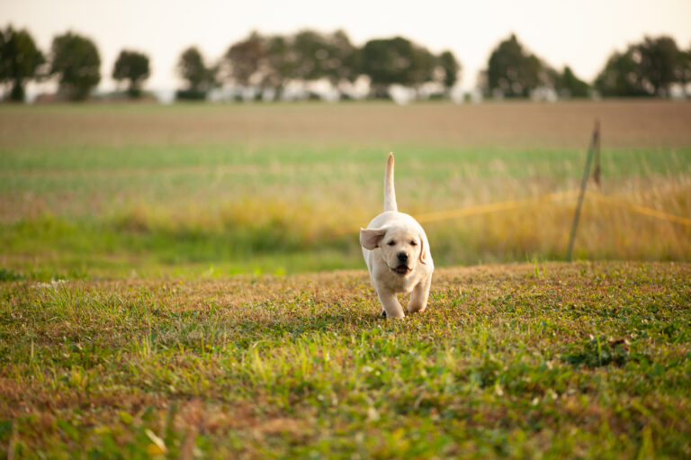 Meyerdogs Labrador Welpen F Wurf 42