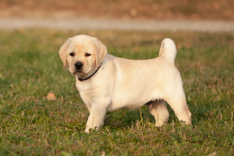 Meyerdogs Labrador Welpen F Wurf 43