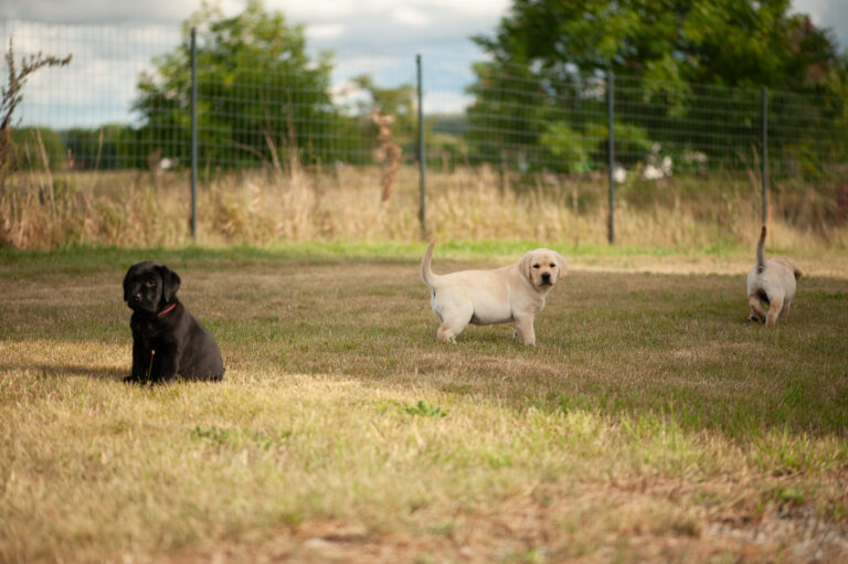 Meyerdogs Labrador Welpen F Wurf 45