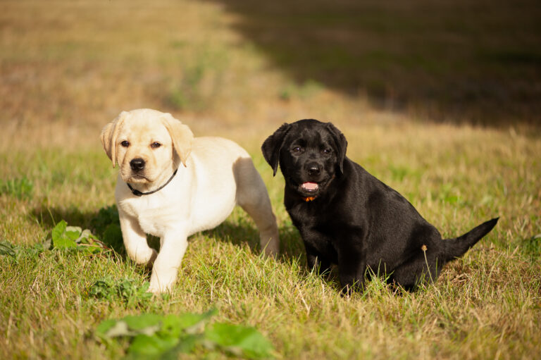 Meyerdogs Labrador Welpen F Wurf 48