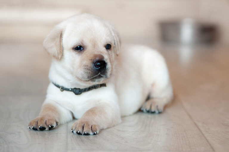 Meyerdogs Labrador Welpen F Wurf 5