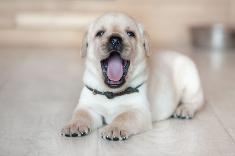 Meyerdogs Labrador Welpen F Wurf 6