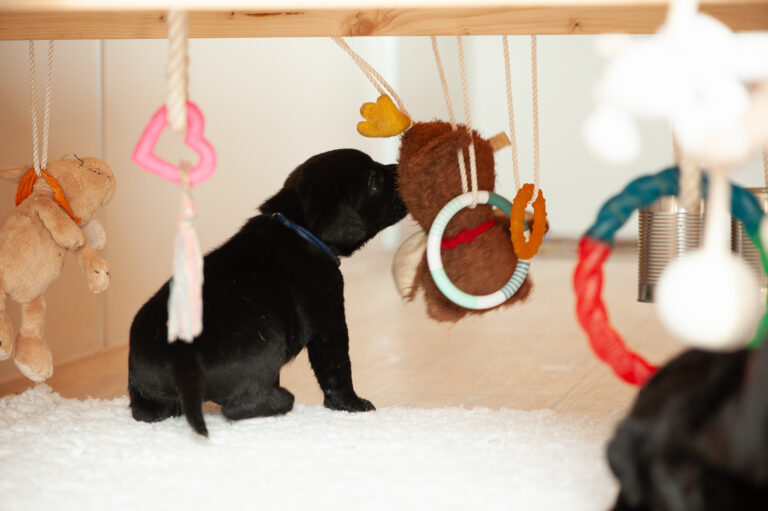 Meyerdogs Labrador Welpen F Wurf 8