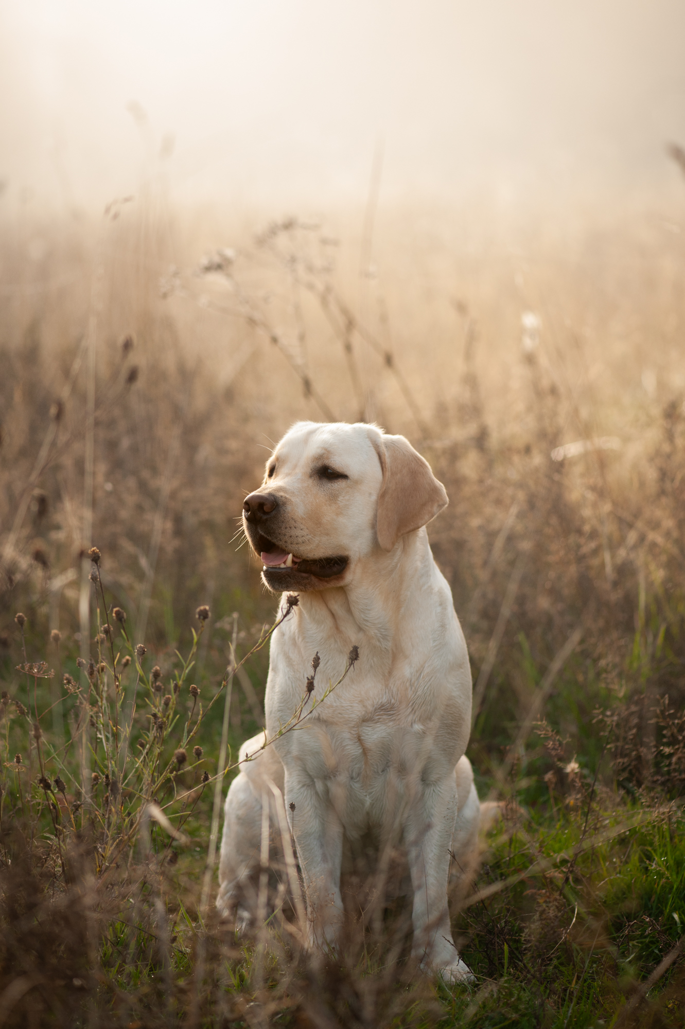 Meyerdogs Labrador retriever Züchter 1 14