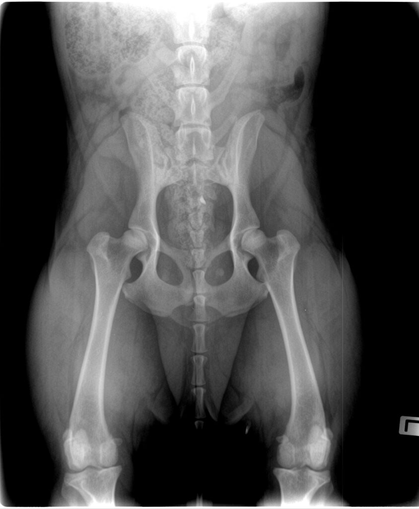 Roentgebilder Gutachten mit 12 Monaten (2)