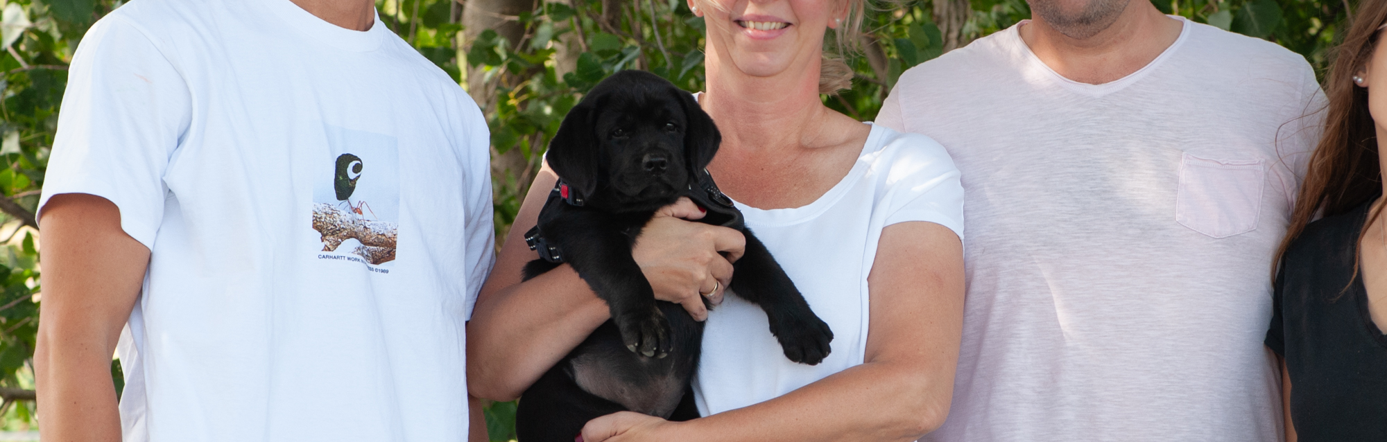 abrador Welpen kaufen beim VDH Züchter Meyerdogs