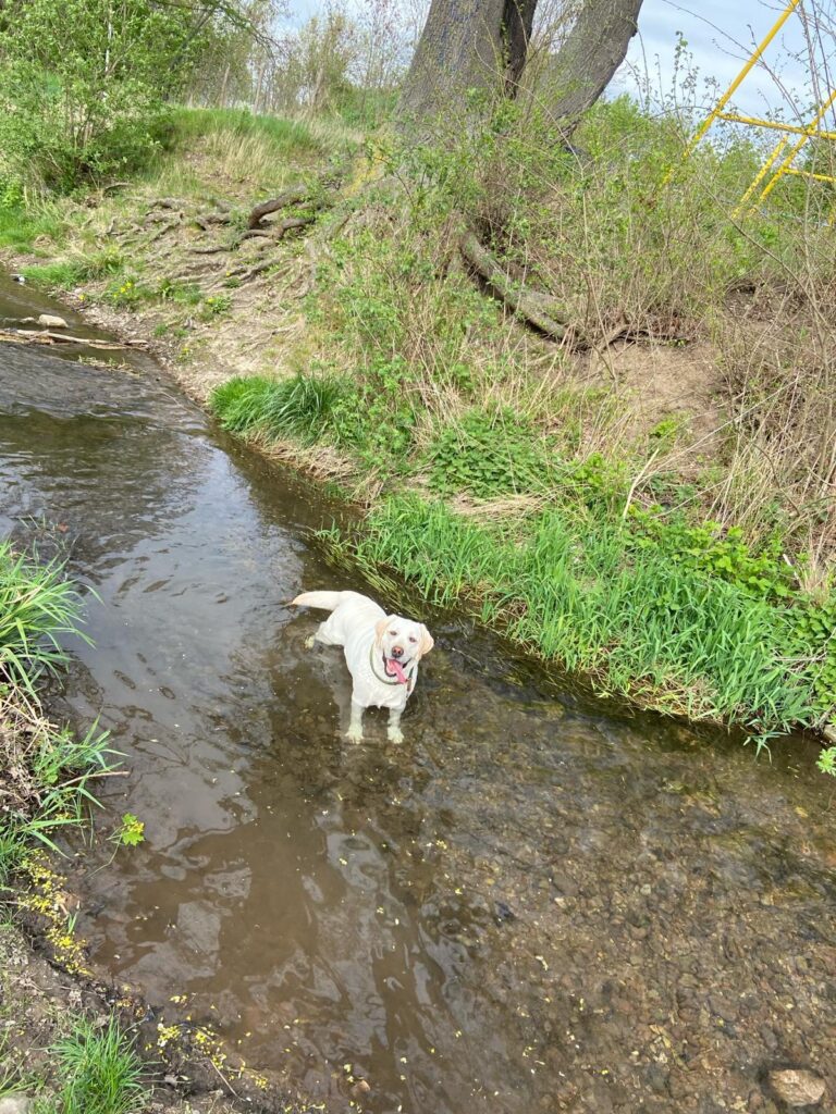 Ehemalige Zuchthunde Northern Lights Fantase Blackflowers