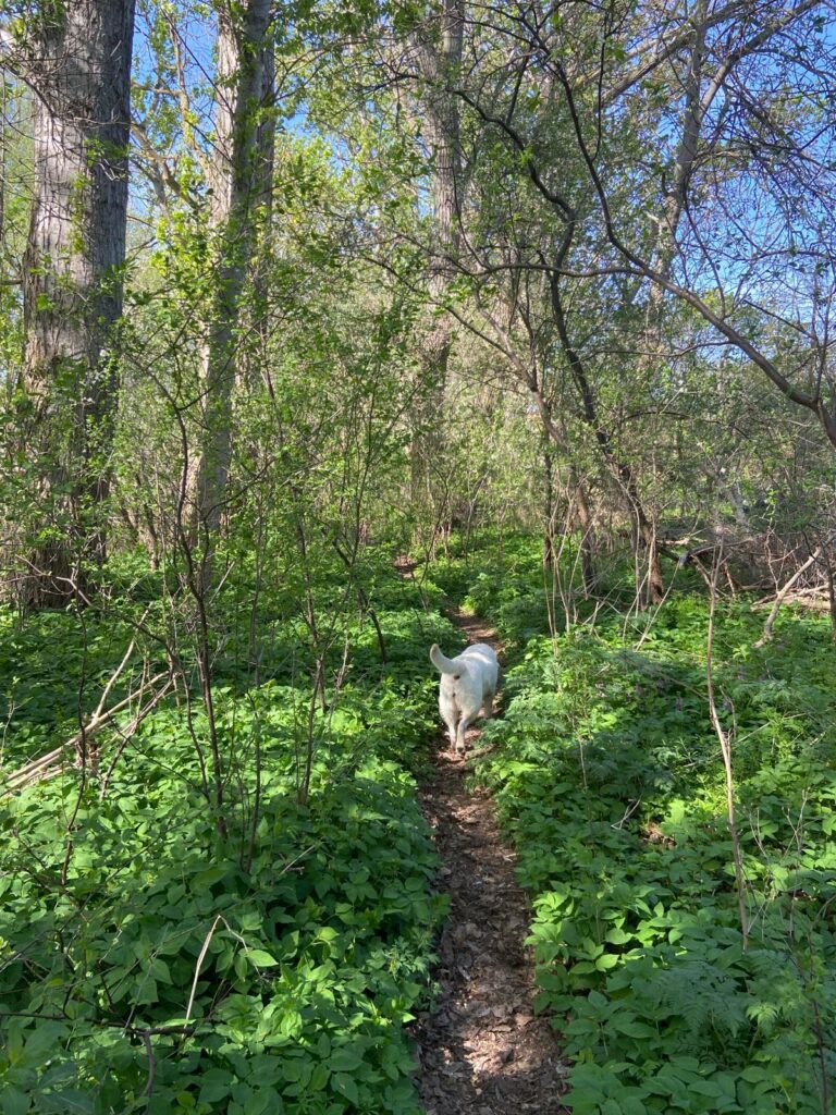 Ehemalige Zuchthunde Northern Lights Fantase Blackflowers