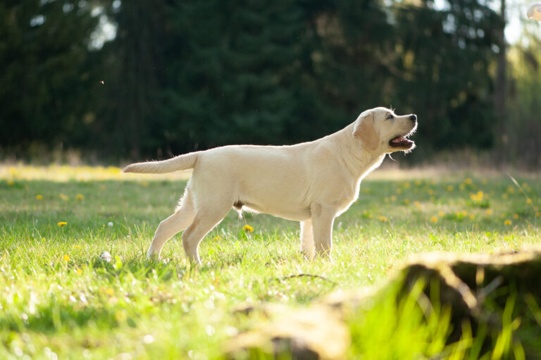 Hit of hit Porsche (92)