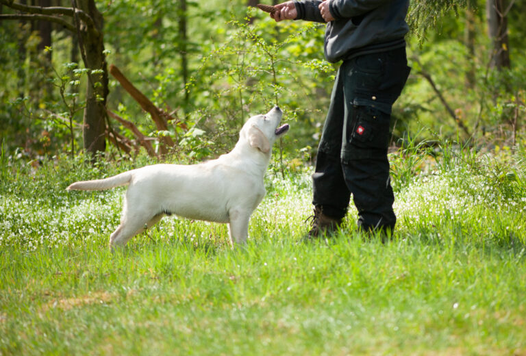 Hit of hit Porsche (93)