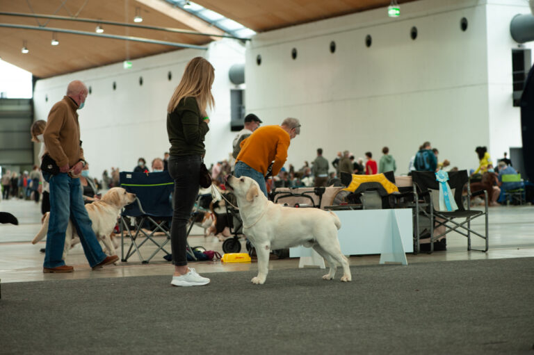 Hit of hit Porsche (96)