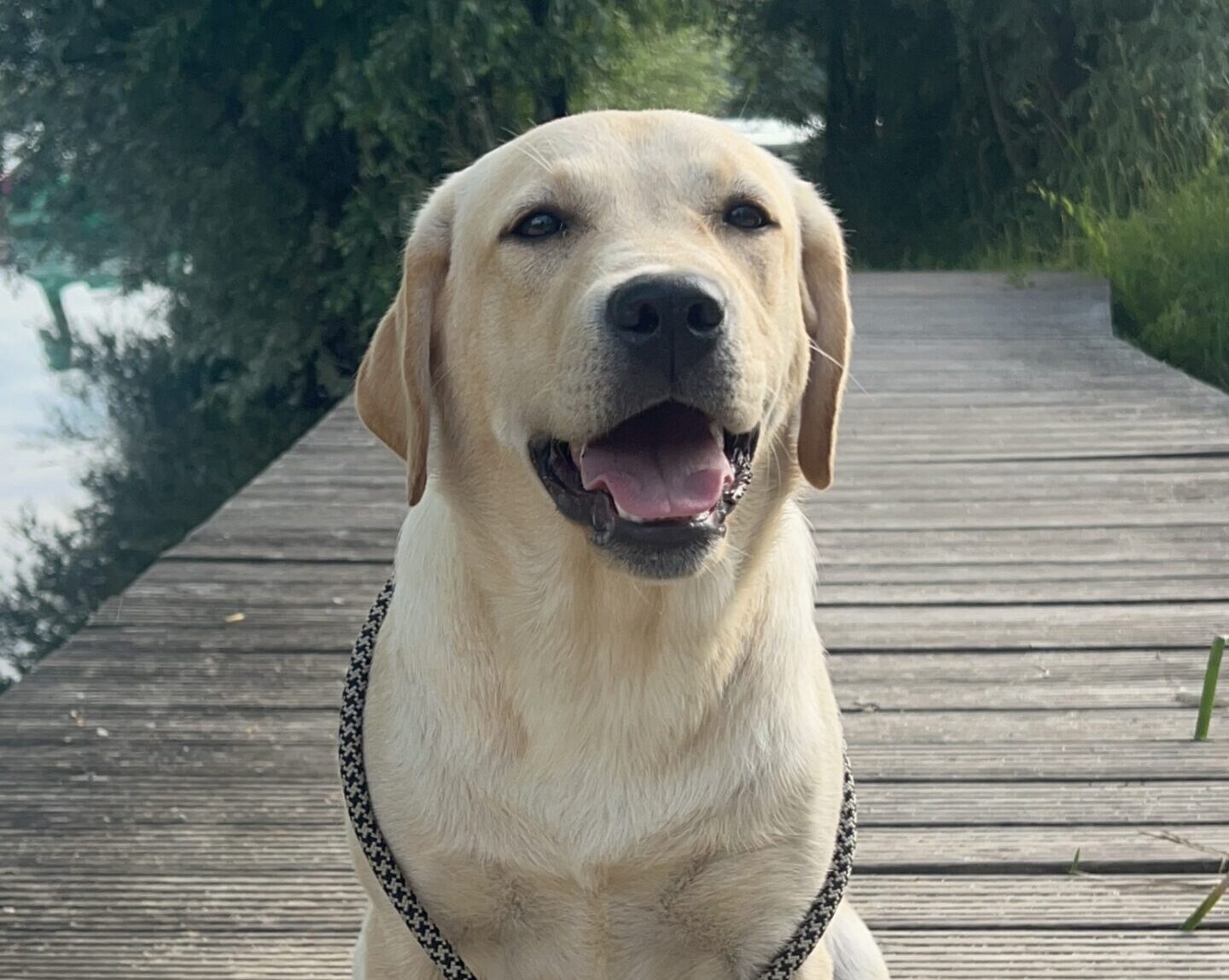 Labrador Junghund unter einem Jahr