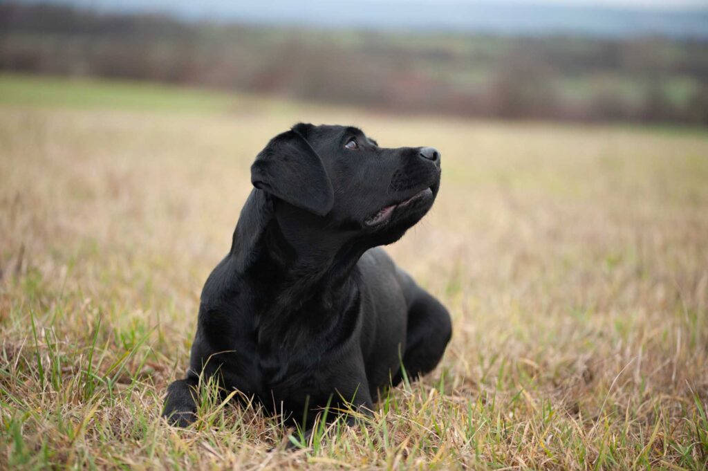 Meyerdogs Esabella Erwachsener Labrador 7