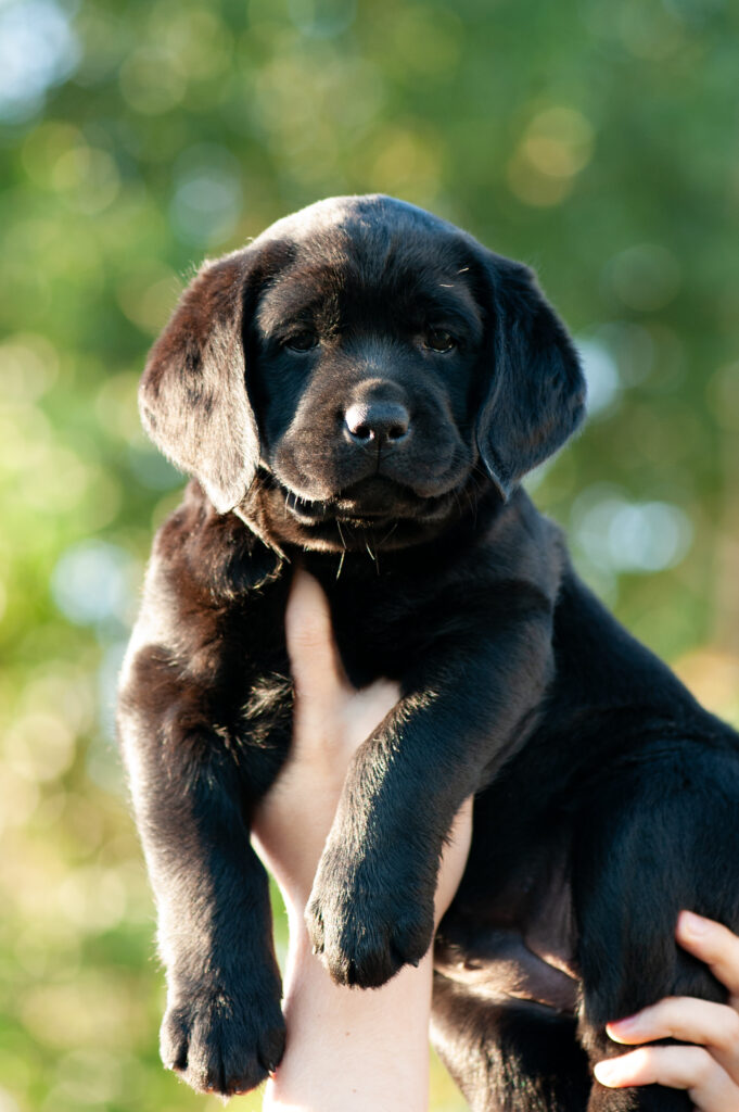 Meyerdogs Kill Bill K Wurf Labrador Welpen grün