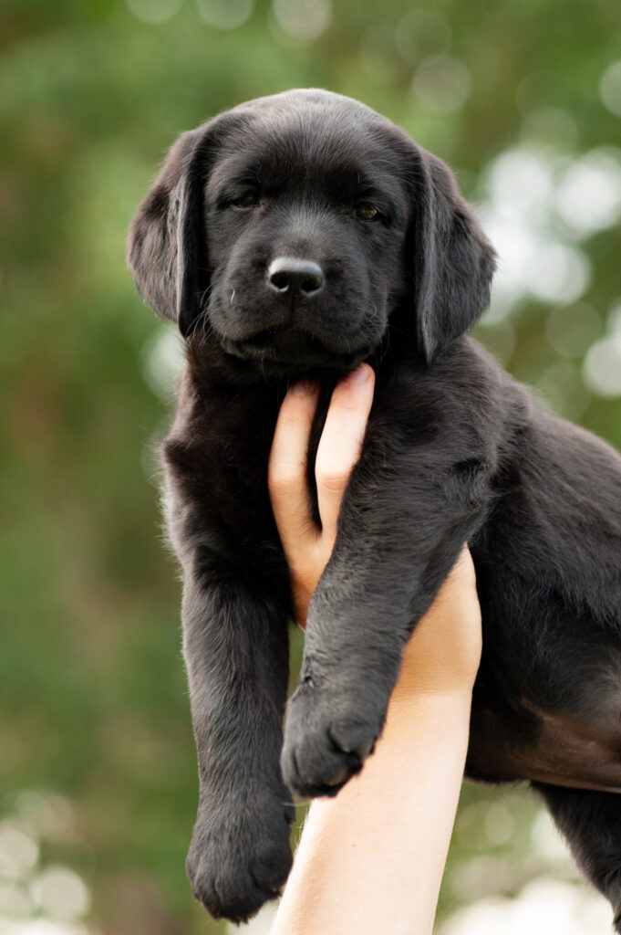 Meyerdogs JOLIE JOLIE J Wurf Labrador Welpen rot