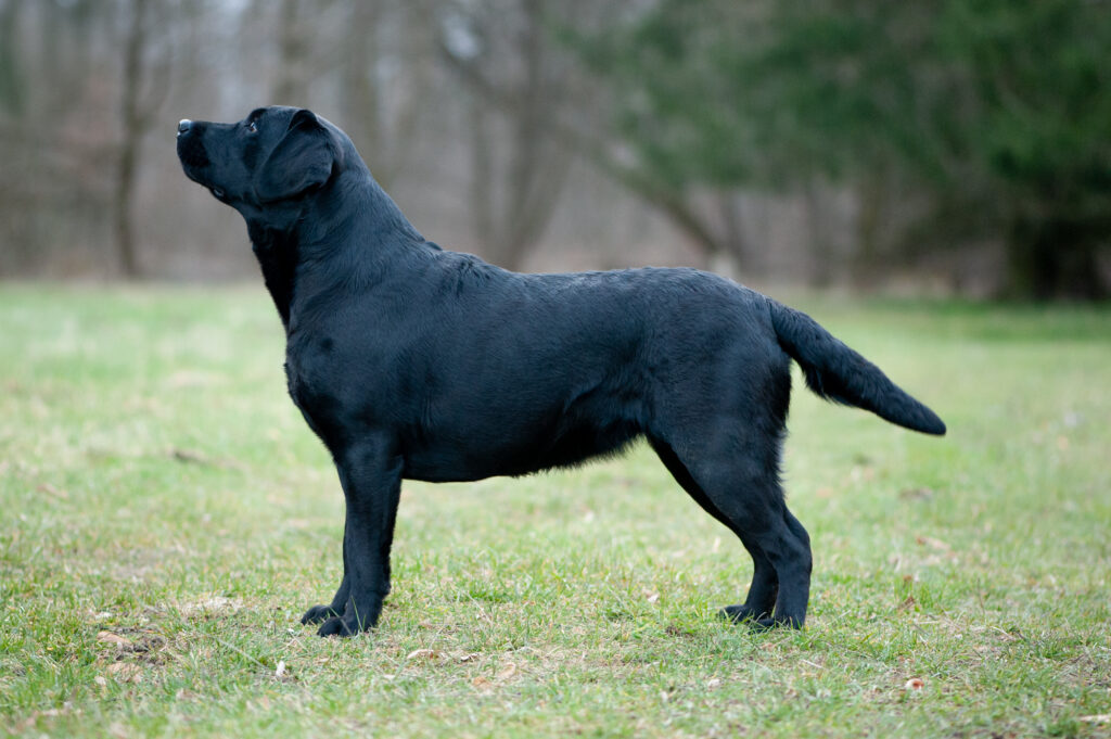 Meyerdogs Ferrari Labrador Retriever 5