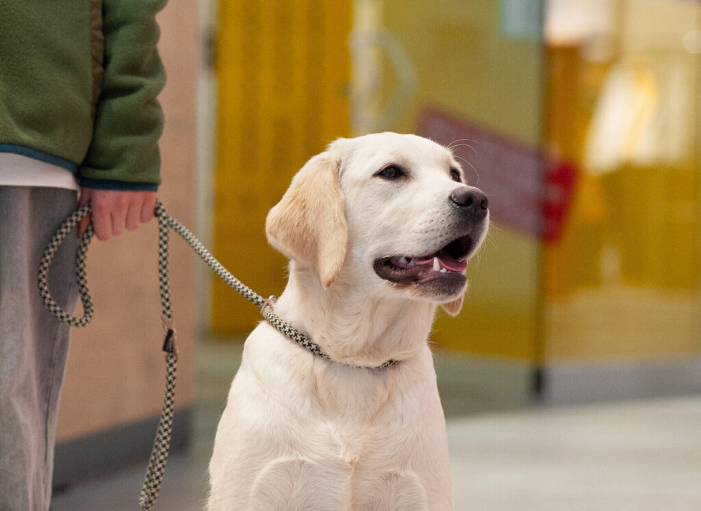 Meyerdogs Gamechanger 4 2