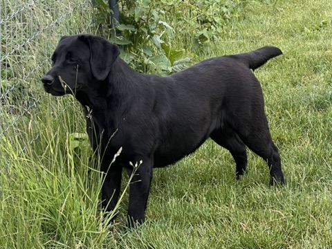 Meyerdogs Festina