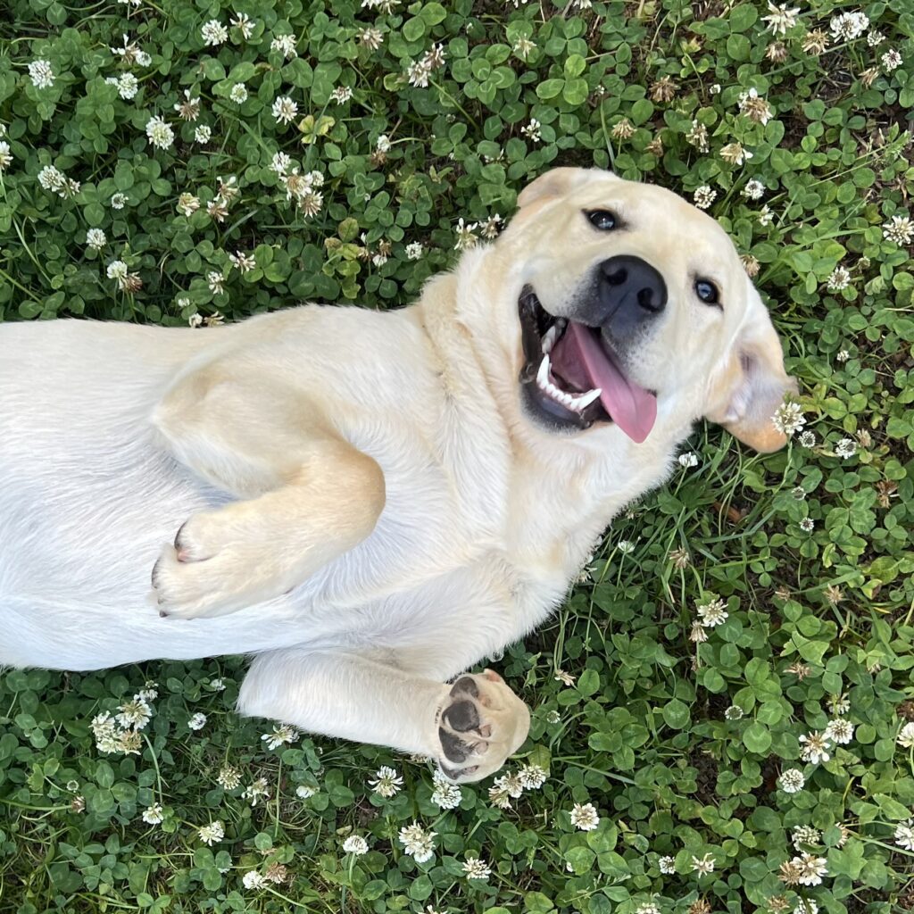 Meyerdogs go Big or Go Home