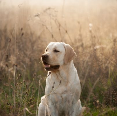Meyerdogs Labrador retriever Züchter 1 14